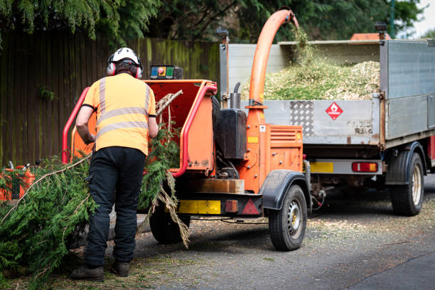 Best Palm Tree Trimming  in Burgin, KY