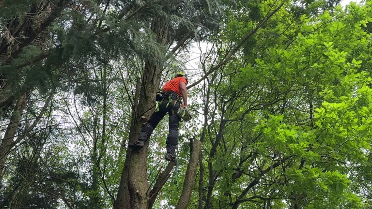 Best Tree Health Inspection  in Burgin, KY