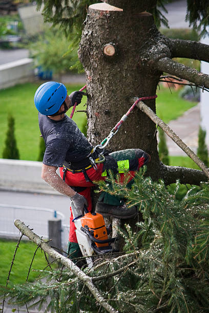 Best Tree Risk Assessment  in Burgin, KY