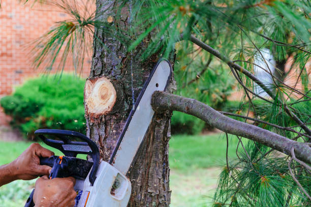 Best Tree Trimming and Pruning  in Burgin, KY